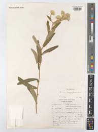 Image result for Vernonia zambiana