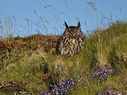 Horned owls and eagle owls. Eurasian Eagle Owl Wikiwand