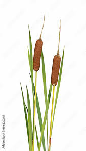 Image result for Typha latifolia