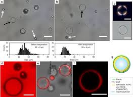 Under the microscope, it shows many different parts. Primary Cell Wall Inspired Micro Containers As A Step Towards A Synthetic Plant Cell Nature Communications