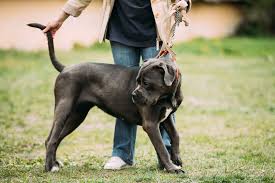 American bulldog puppies and dogs. American Bulldog Charakter Haltung Pflege Rassebeschreibung