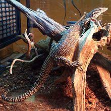 Maybe you would like to learn more about one of these? Peacock Monitor Wikipedia