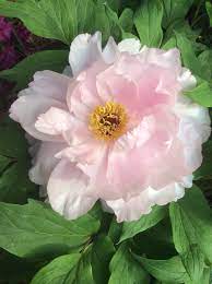 Hydrangea and viburnum flower heads often have that rounded, lush form, as do oriental poppies and even giant allium blooms. Peonies And Other Favorites Finegardening