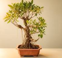 Auspicious Ficus Bonsai Tree Aerial Roots 50CM