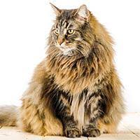 No registrations is required to chat anonymously with strangers. Le Norvegien Les Races De Chat Whiskas