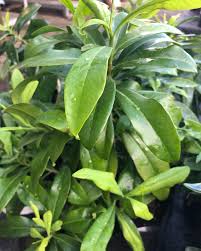 Image result for Warburgia