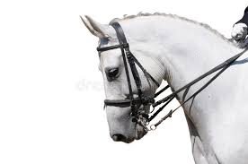 Learn vocabulary, terms and more with flashcards, games and other study tools. 23 345 Dressage Photos Free Royalty Free Stock Photos From Dreamstime