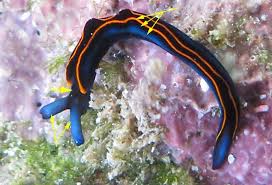 Image result for Isoglossa membranacea