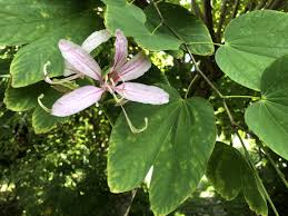 Image result for Bauhinia variegata