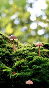 Black And White Mushroom Wallpaper Forest Mushroom Wallpaper Nature Wallpaper Green Nature