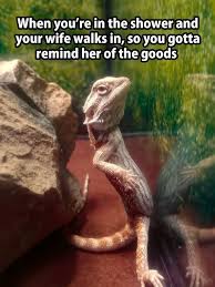 I Laughed So Hard I M Not Married But I Could See This Happening Funny Halloween Memes Funny Memes For Him Bearded Dragon Funny