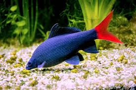 This is assuming you can look under and towards the tail of the shark. How To Keep A Red Tail Black Shark Happy In Your Tank