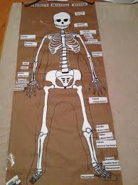 Great For Grade 5 Science Project This Student Did The Skeletal System For Our Human Body Human Skeleton For Kids Human Body Projects Skeletal System Project