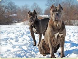 We are not responsible for transactions for animals you find on this site. Shipley Cane Corso Cane Corso Puppies And Breeder