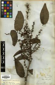 Image result for Helixanthera schizocalyx