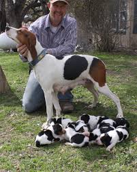 American Black And White Hound Dog Walker Litter Foxhound Dog Walker Hound Treeing Walker Coonhound