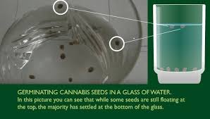 Seeds can definitely germinate in cooler temps, but germination tends to take longer when it's cool. Germinating Cannabis Seeds And Roots Spliffseeds