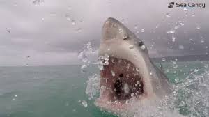 Survivors' explanations of their escapes amplify misconceptions a great white uses its teeth the way humans use their hands. Great White Shark Teeth Youtube