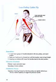 Choose from 500 different sets of flashcards about muscle anatomy on quizlet. Bodybuilding Anatomy Chart Pdf Barbe