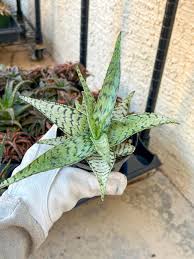 Image result for Aloe canis