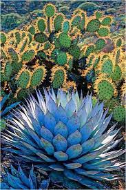Blue Agave Is The Best Source Of Tequila Written By Brady Bunte Succulents Plants Succulents Garden