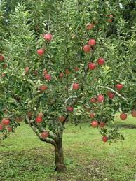 Dig a hole large enough to accommodate the root ball; Zone 5 Fruit Trees Guide To Growing Fruit Trees In Zone 5 Gardens