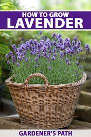 How To Grow Lavender In Every Climate Gardener S Path Growing Lavender Lavender Plant Lavender Garden