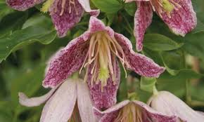 Clematis recta vanilla scented clematis. Scented Clematis Advent Bells Groupon