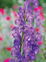 8 Fall Blooming Native Plants You Ll Love For Adding Late Season Color To Your Garden Fall Flowers Fall Blooming Flowers Monkshood