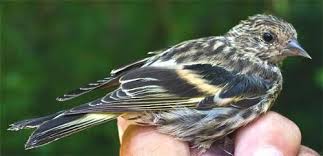 September Bird Of The Month This Immature Pine Siskin Was Very Unusual Because It Showed Up At Hilton Pond In Early September A Full Month Earlier Than The Earliest Bird Bands Bird Pond
