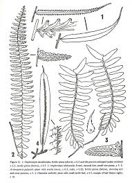Image result for Arthropteris palisotii