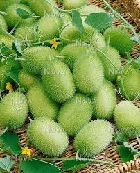 Image result for Cucumis meeusei