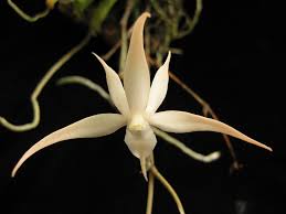 Image result for Aerangis stelligera