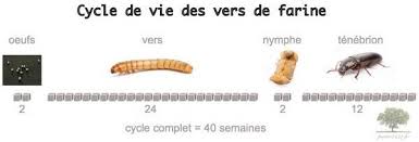 Cycle De Vie D Un Ver De Farine Vers De Farine Farine Poule