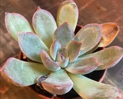 Why Are There Brown Spots on My Moonstone?