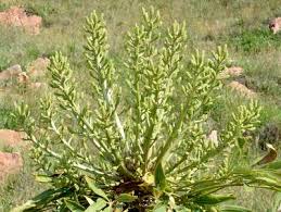 Image result for Cussonia sessilis