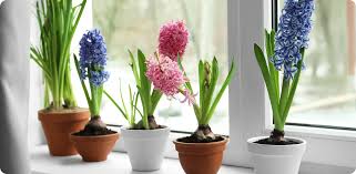 Image result for Alvesia clerodendroides