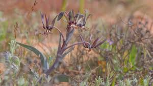 Image result for Ornithoglossum