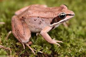 Funfactfriday This Remarkable Little Amphibian Is A Wood Frog Rana Sylvatica They Live In The Northern Us And Canada Extend Amphibians Frog Fun Fact Friday