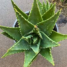 Image result for Aloe aculeata × ortholopha