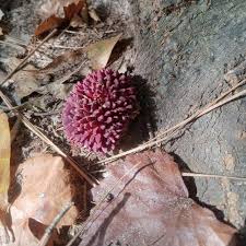 Image result for Balanophoraceae
