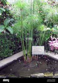 Image result for Cyperus pustulatus