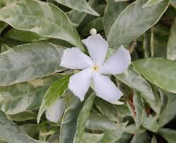 Image result for Tabernaemontana ventricosa