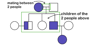 Pedigree Definition Charts Expii