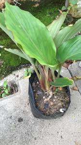 Mangkin pictures.посмотреть клип и скачать бесплатно pokok kunyit hitam episod 55 melegakan penyakit. Kunyit Hitam Asli Facebook