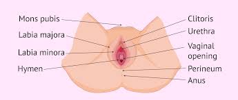 Image result for female sex organ