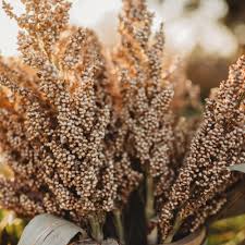 Image result for Sorghum