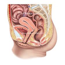From wikimedia commons, the free media repository. Foetal Fetal Development Illustrations Heart Vascular Images Human Anatomy