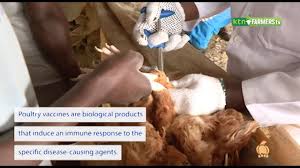 When a high proportion of the population is vaccinated it helps prevent the spread of disease which in turn provides protection for. Expert Types Of Poultry Vaccines And Importance Youtube