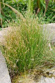 Image result for Eleocharis geniculata